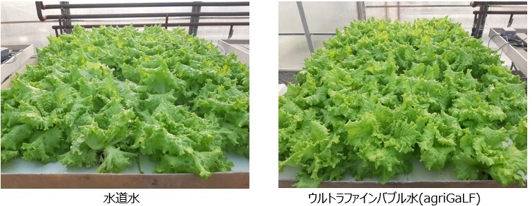 植物育成