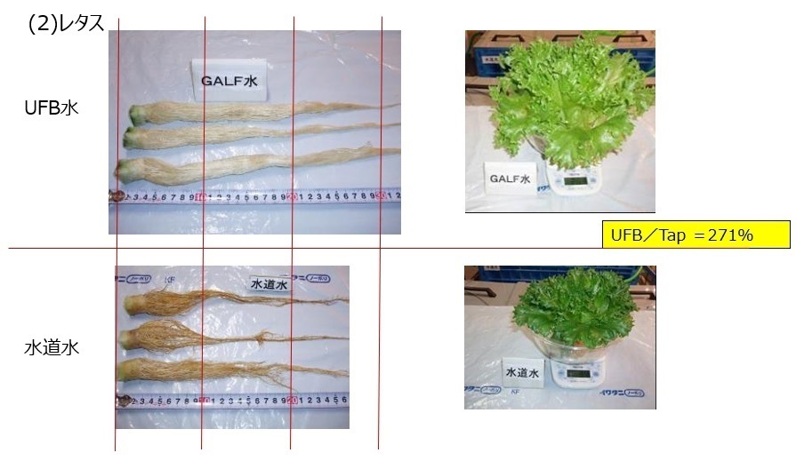 植物育成