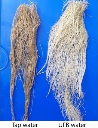 植物育成